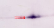 Gamma CA | Gamma Carbonic anhydrases in the group Antibodies Plant/Algal / Mitochondria | Respiration at Agrisera AB (Antibodies for research) (AS17 4114)